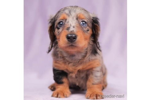 成約済の東京都のカニンヘンダックスフンド(ロングヘアード)-203757の1枚目